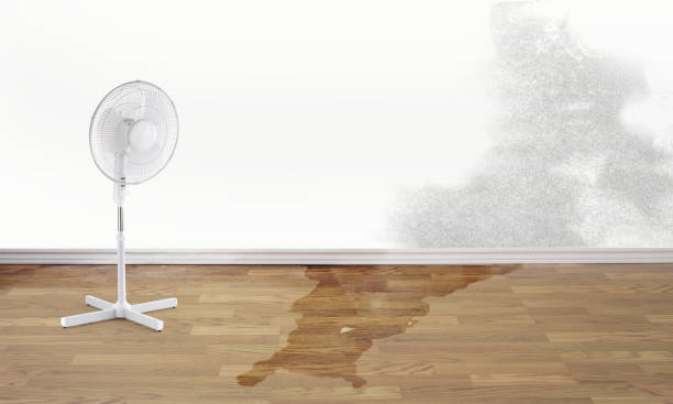 Best Water damage restoration process  in Windsor, CO